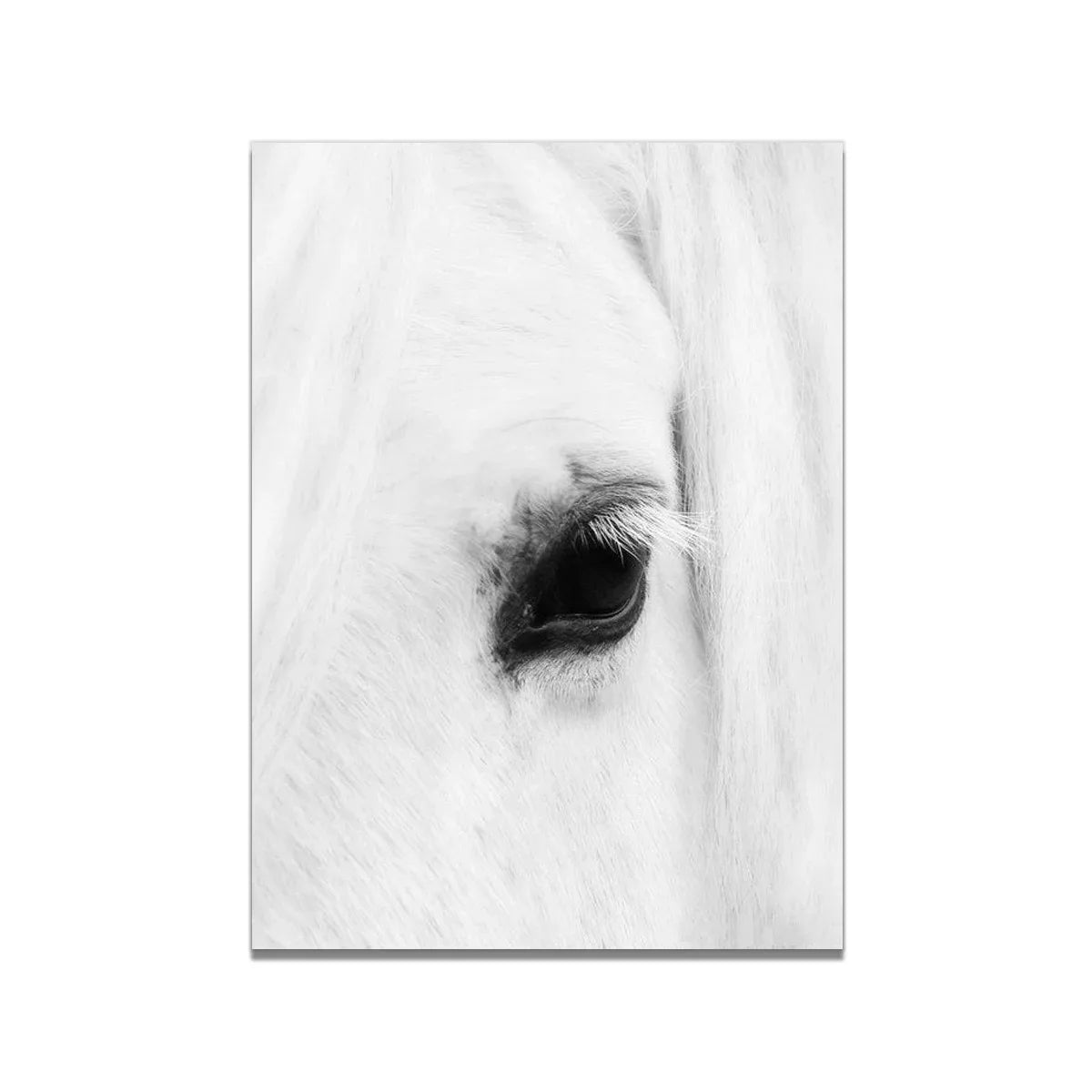 White Horse Print Art Canvas Décor
