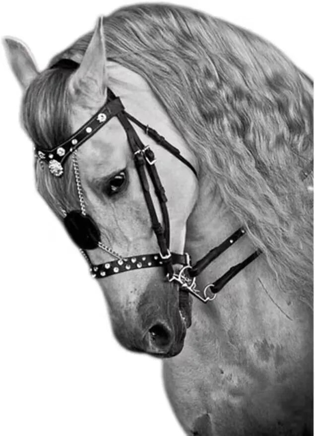 European Equestrian Leather Bridle Reins . Ghoddosh 
