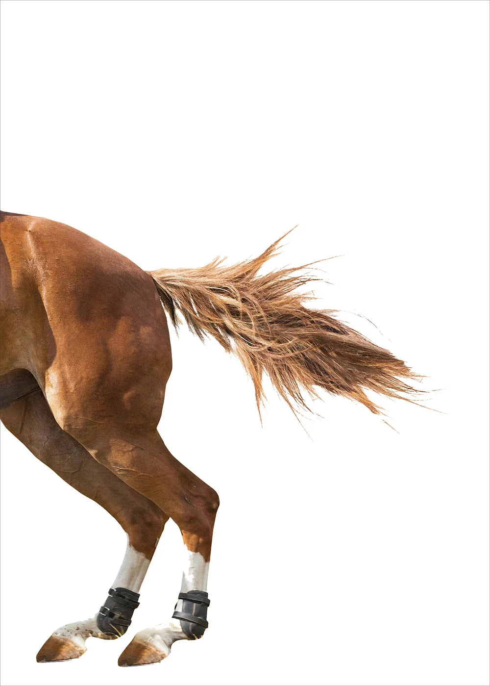 Horse Racing Equestrian Horse  Double Decorative Paintings @ ghoddosh.com