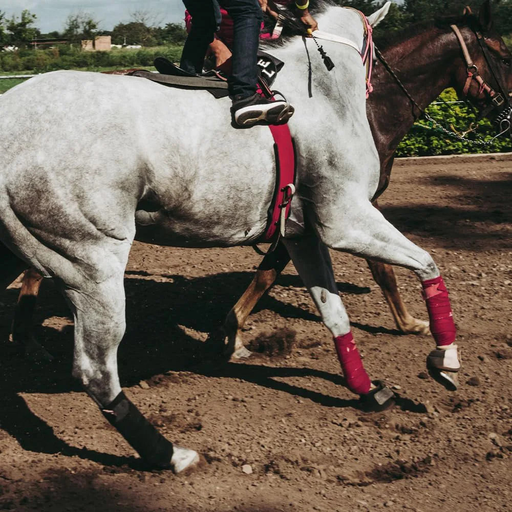 Horse Leg Anti Collision Straps  Equestrian Protective  Horse Leg Shield  @ ghoddosh.com