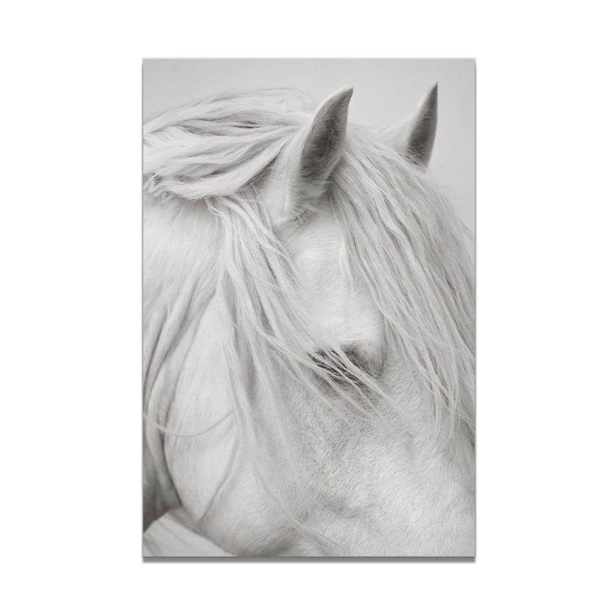 White Horse Print Art Canvas  Décor
