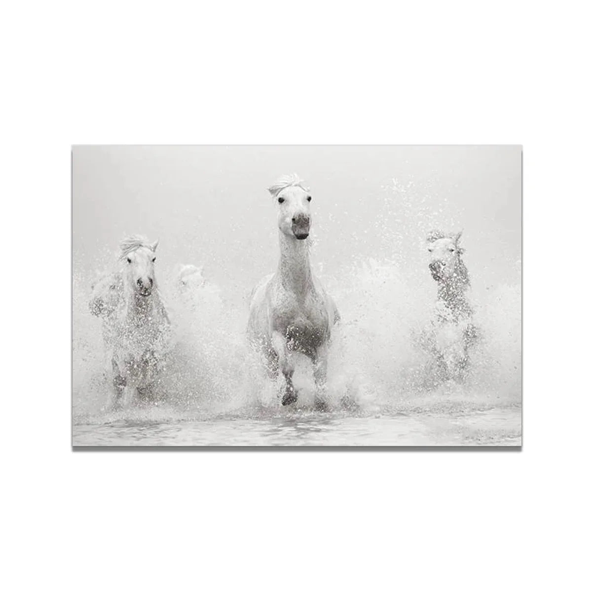 White Horse Print Art Canvas  Décor