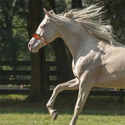 Bitless Hackamore Horse Bridle Comfort Padded Nose with Curb Chain  / Adjustable Brown Genuine Leather Bridle @ghoddosh.com