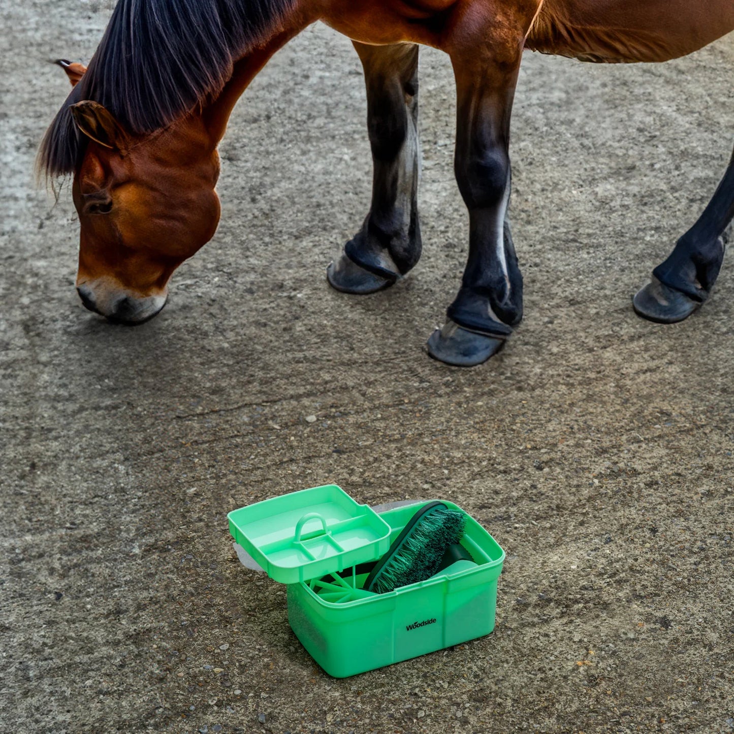 All In One  8-Piece Equestrian Grooming Kit – Complete Horse & Pony Care Set with Brushes, Hoof Pick & Storage Box @ ghoddosh.com
