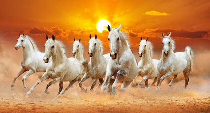 7 White Running Horses Canvas