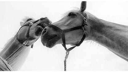 English Halter and Bridle, All Leather, Horse Riding Equipment