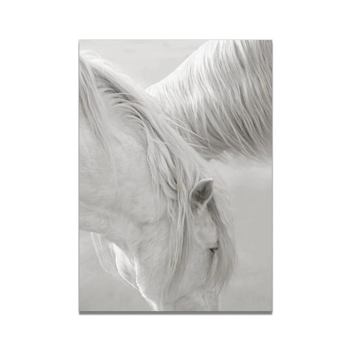 White Horse Print Art Canvas  Décor