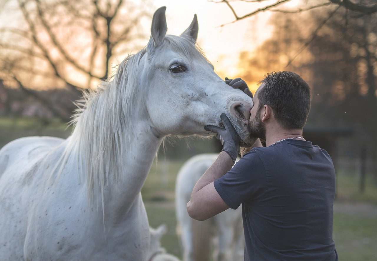 Ghoddosh | Premium Equestrian Gear & Riding Essentials - Learning Section 