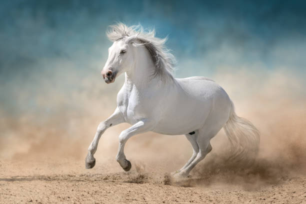 Ghoddosh | Premium Equestrian Gear & Riding Essentials - Knights Collection 